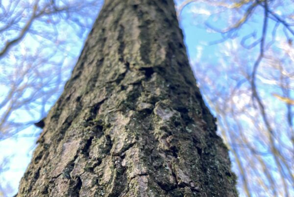 Boom reikt naar de top