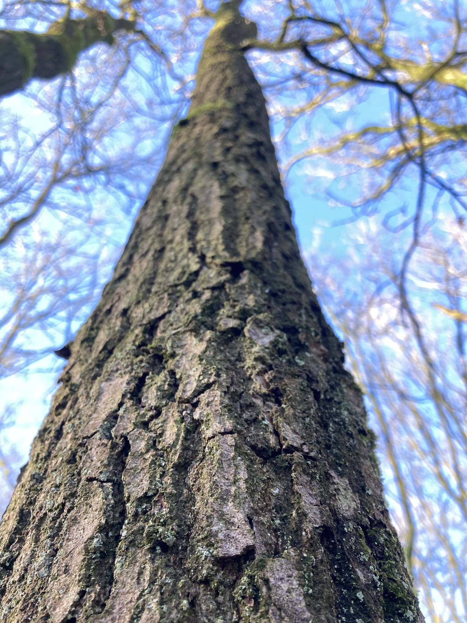 Boom reikt naar de top